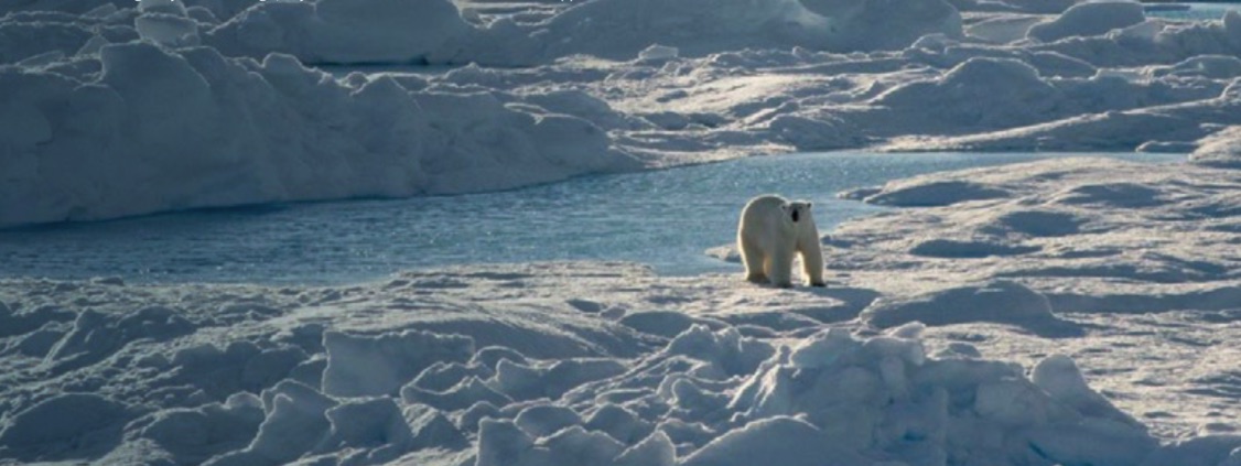 The Canadian Arctic